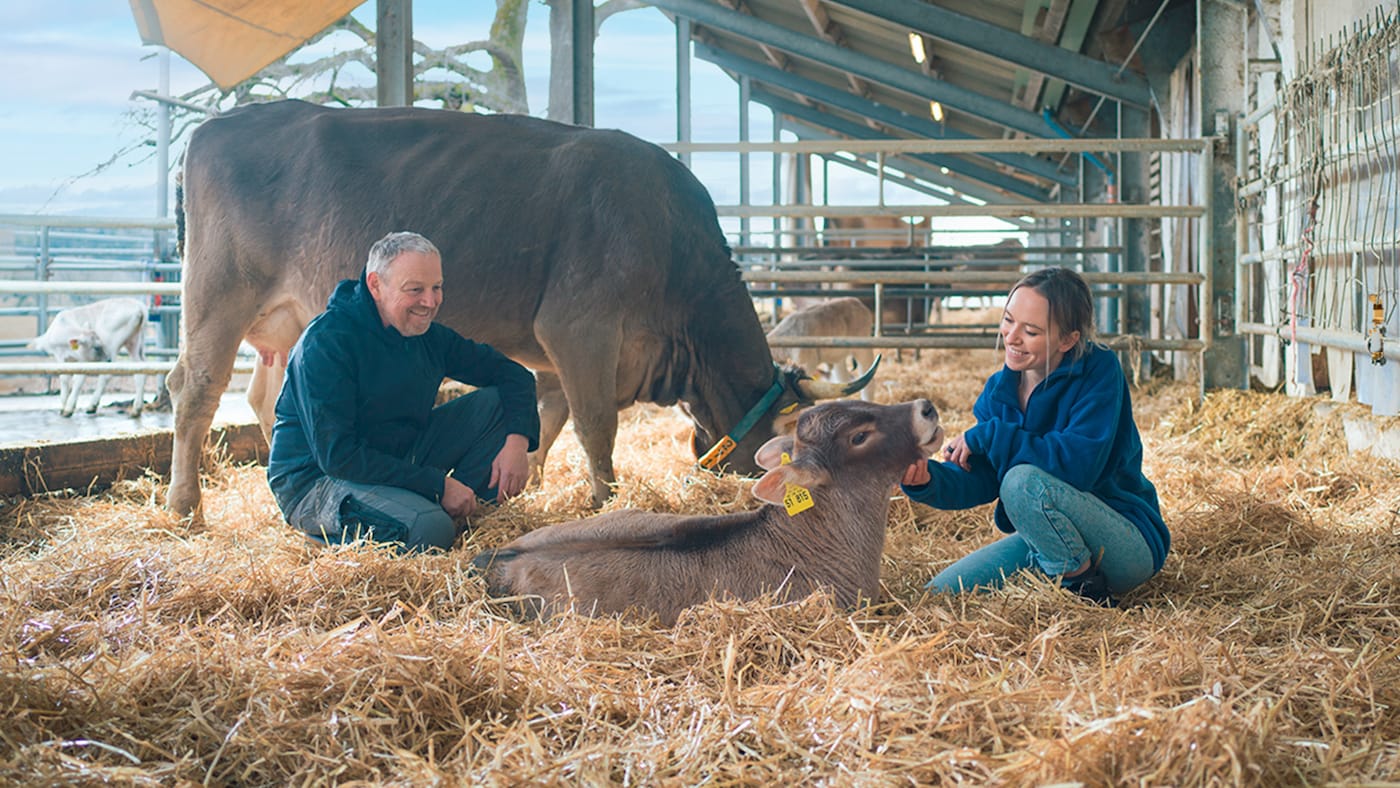 Frau und Mann sitzen zusammen im Stroh mit einem Kalb, dessen Mutterkuh im Hintergrund frisst.