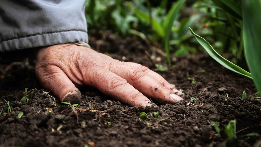 Eine Hand stützt stützt sich auf die feuchte dunkle Erde eines Beets, drumherum sind grüne Pflanzen. 